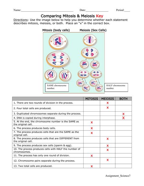 mitosis vs meiosis chart worksheet answers